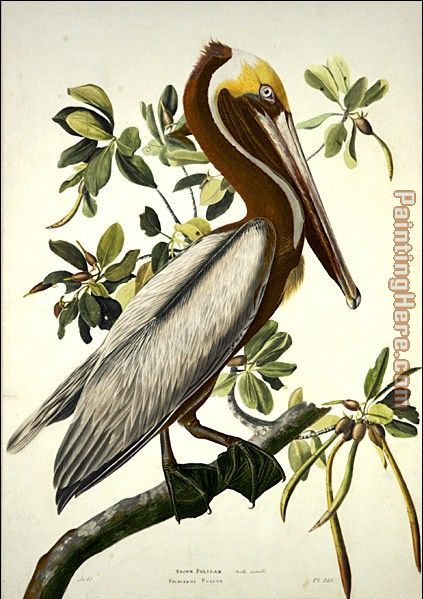John James Audubon Brown Pelican